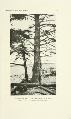 A black-and-white photograph of a tall tree on the shore of a lake. Various logs pile around the base of the tree, and another shorter tree with leaves stands behind the tree that is closer to the lens of the camera. A blurry background lies beyond the lake.