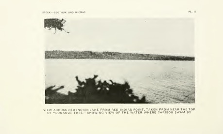 A black-and-white photo of a view of a lake from the top of the tree, with a blurry outline of leaves obscuring the view of the lake and the distant shore across it.